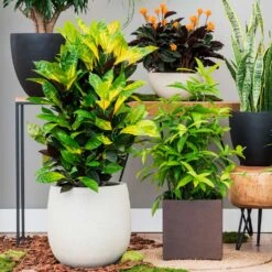 Grigio Balloon Plant Pot - Antique White Concrete -HORTOLOGY Plants Sale Grigio Balloon Antique White Concrete