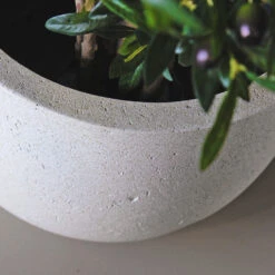 Grigio New Egg Pot Planter - Antique White Concrete 8 Grigio New Egg Pot Planter - Antique White Concrete -HORTOLOGY Plants Sale Grigio New Egg Pot Planter Antique White Concrete 2