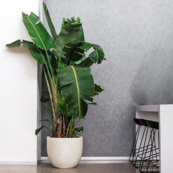 Grigio New Egg Pot Planter - Antique White Concrete 9 Grigio New Egg Pot Planter - Antique White Concrete -HORTOLOGY Plants Sale Grigio New Egg Pot Planter Antique White Concrete