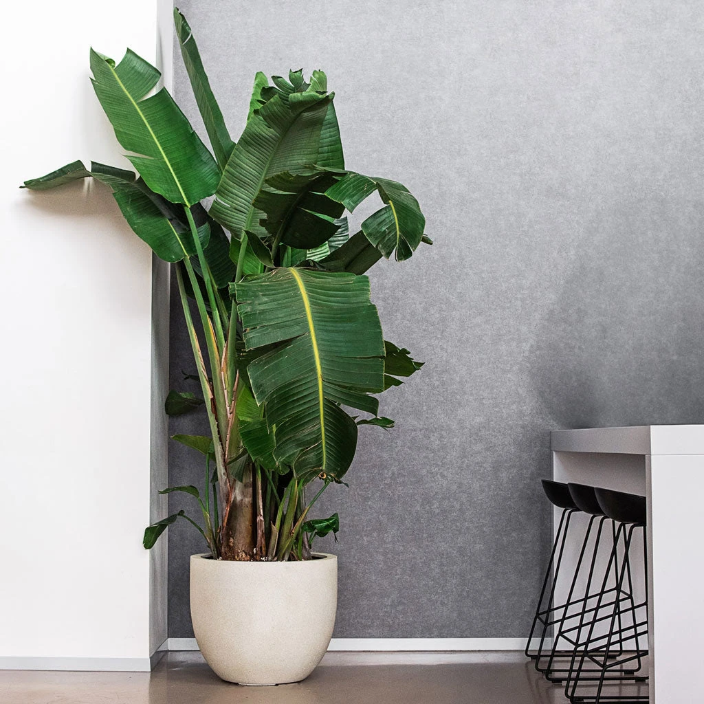 Grigio New Egg Pot Planter - Antique White Concrete 4 Grigio New Egg Pot Planter - Antique White Concrete - Image 4