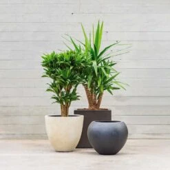 Grigio Egg Pot Planter - Antique White Concrete -HORTOLOGY Plants Sale Grigio Planters LS1