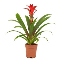 Guzmania Calypso - Starlight Red Bromeliad -HORTOLOGY Plants Sale Guzmania Calypso Starlight Red Bromeliad 12x45cm 1