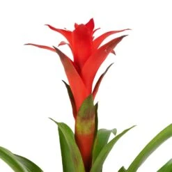 Guzmania Calypso - Starlight Red Bromeliad -HORTOLOGY Plants Sale Guzmania Calypso Starlight Red Bromeliad 12x45cm 2