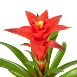 Guzmania Calypso - Starlight Red Bromeliad -HORTOLOGY Plants Sale Guzmania Calypso Starlight Red Bromeliad 12x45cm 3