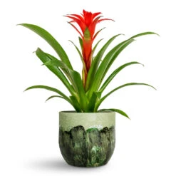 Guzmania Calypso - Starlight Red Bromeliad