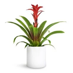 Guzmania Calypso - Starlight Red Bromeliad -HORTOLOGY Plants Sale Guzmania Calypso Starlight Red Bromeliad 12x45cm Puk Planter Matt White 15x15cm 1