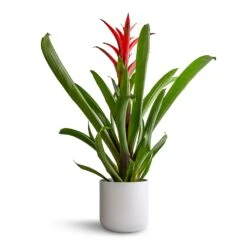 Lisbon Plant Pot - White -HORTOLOGY Plants Sale Guzmania Lingulata Amaretto Red Bromeliad 13x55cm Lisbon Plant Pot White 15x15cm