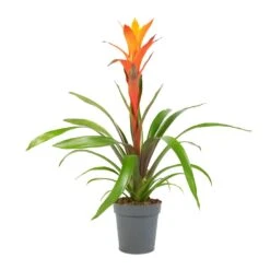 Guzmania Variada - Jazz Orange Bromeliad -HORTOLOGY Plants Sale Guzmania Variada Jazz Orange Bromeliad 13x55cm 1