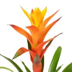 Guzmania Variada - Jazz Orange Bromeliad -HORTOLOGY Plants Sale Guzmania Variada Jazz Orange Bromeliad 13x55cm 2