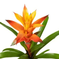 Guzmania Variada - Jazz Orange Bromeliad -HORTOLOGY Plants Sale Guzmania Variada Jazz Orange Bromeliad 13x55cm 3