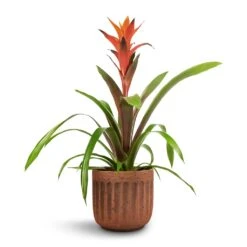 Guzmania Variada - Jazz Orange Bromeliad -HORTOLOGY Plants Sale Guzmania Variada Jazz Orange Bromeliad 13x55cm Duncan Plant Pot Rust 17x16cm 1