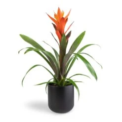 Guzmania Variada - Jazz Orange Bromeliad -HORTOLOGY Plants Sale Guzmania Variada Jazz Orange Bromeliad 13x55cm Lisbon Plant Pot Anthracite 15x15cm