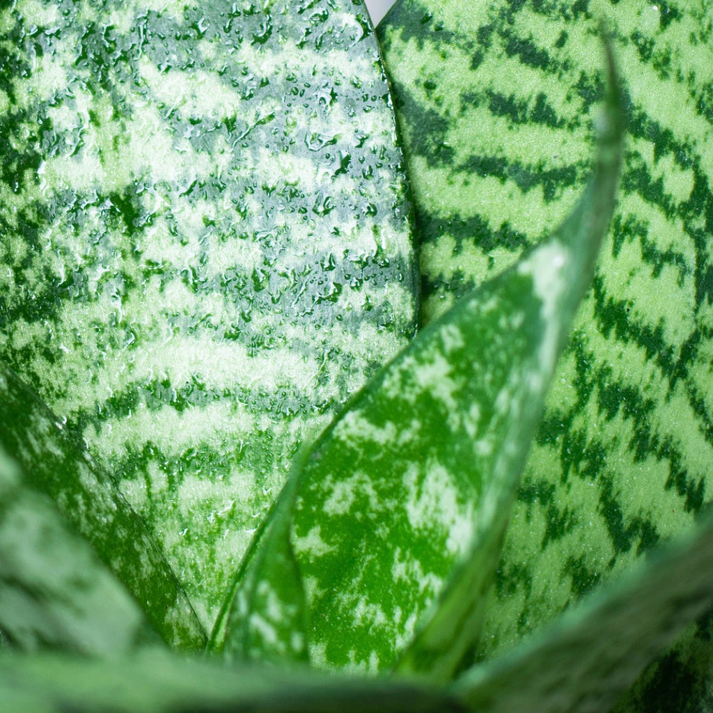 Sansevieria Trifasciata Hahnii - Birds Nest Snake Plant 2 Sansevieria Trifasciata Hahnii - Birds Nest Snake Plant - Image 2