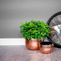 Hammered Bowl - Copper With Black -HORTOLOGY Plants Sale Hammered Bowl Copper Lifestyle