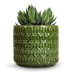 Flor Plant Pot - Green -HORTOLOGY Plants Sale Haworthia Zebrina 10.5x17cm Flor Plant Pot Green 14x12cm 5c927e28 5815 4ca3 a788 b19aa0b3d2b4