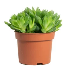 Haworthia Cooperi -HORTOLOGY Plants Sale Haworthia cooperi 10.5cm