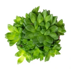 Haworthia Cooperi -HORTOLOGY Plants Sale Haworthia cooperi 10.5cm Above