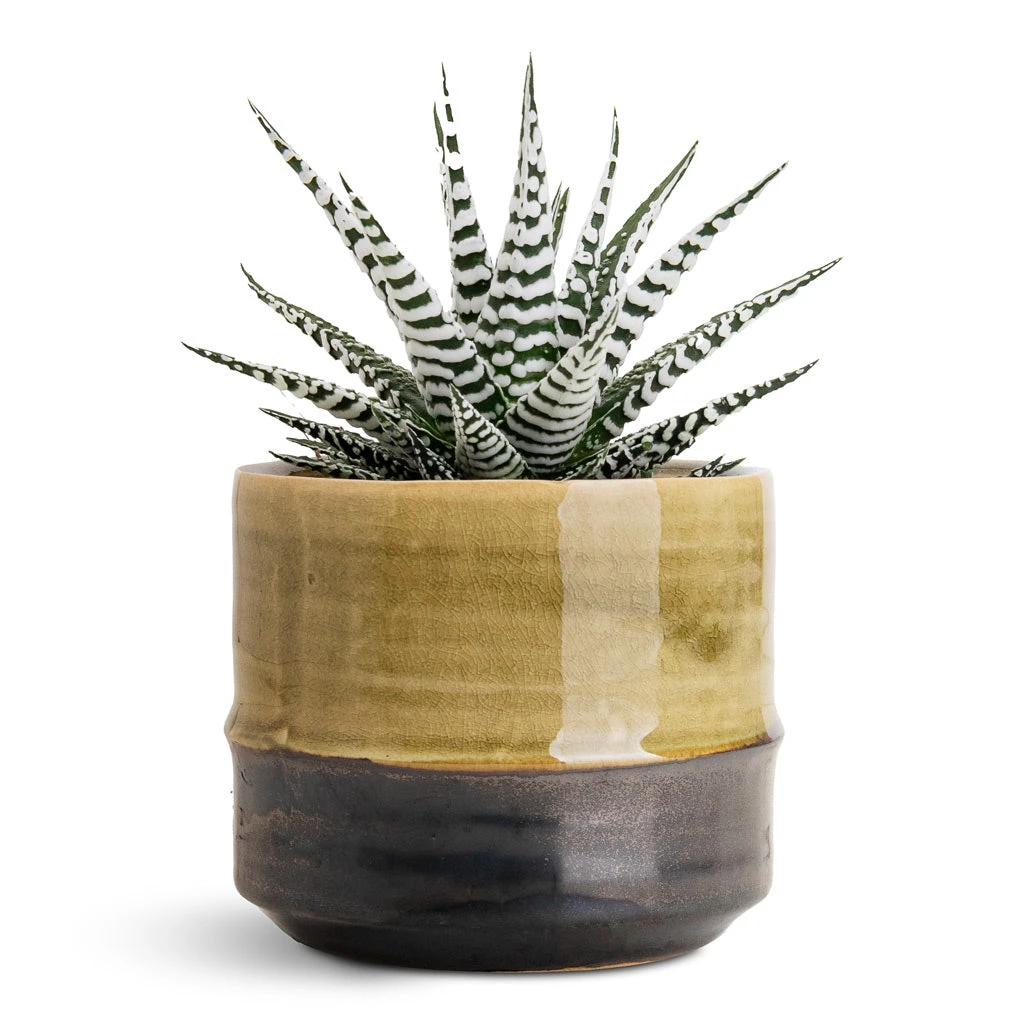 Marlijn Thyme Sage and Denim Blue Two-Tone Glazed Ceramic Indoor Plant Pot 6 Marlijn Thyme Sage and Denim Blue Two-Tone Glazed Ceramic Indoor Plant Pot - Image 6