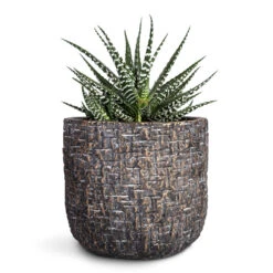 Maxim Plant Pot - Shiny Earth -HORTOLOGY Plants Sale Haworthia fasciala Big Band 10.5x17cm Maxim Plant Pot Shiny Earth 14x13cm