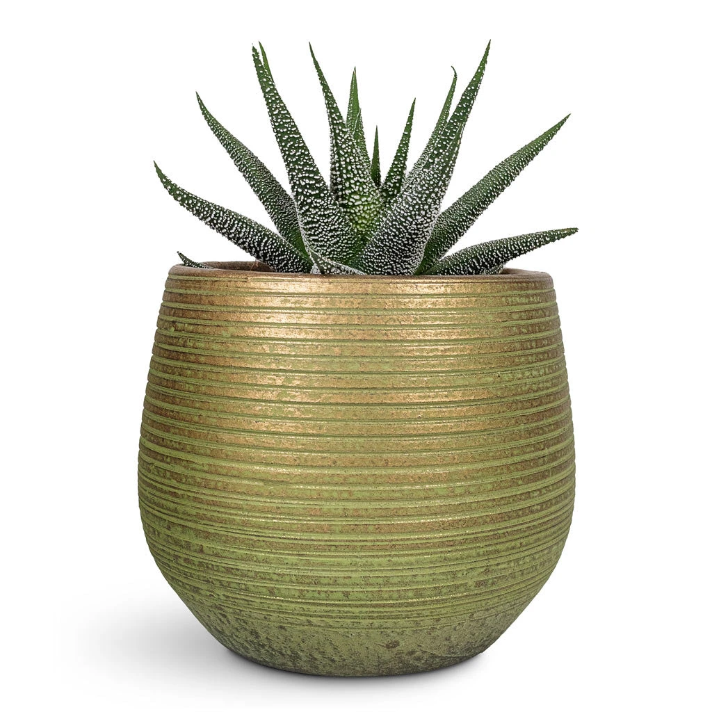 Lydia Plant Pot - Shiny Green 8 Lydia Plant Pot - Shiny Green - Image 8