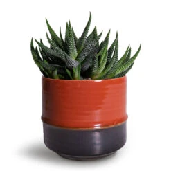 Marlijn Plant Pot - Coral 23 Marlijn Plant Pot - Coral -HORTOLOGY Plants Sale Haworthia fasciala Concolor 8x15cm Marlijn Plant Pot Blush 11x9cm