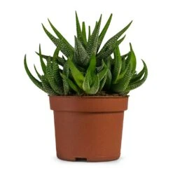 Haworthia Fasciala Concolor -HORTOLOGY Plants Sale Haworthia fasciala Concolor Houseplant 10.5x17cm d7580f66 fb50 42a2 857a 543845efbc6f