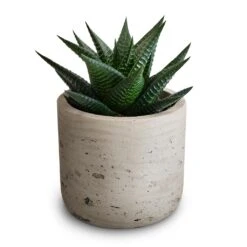 Haworthiopsis Limifolia - Fairy Washboard 12 Haworthiopsis Limifolia - Fairy Washboard -HORTOLOGY Plants Sale Haworthiopsis limifolia Fairy Washboard 10.5x15cm Charlie Plant Pot Grey Washed 2