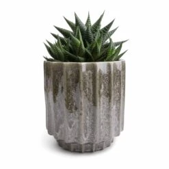 Lugano Scalloped Plant Pot - Green -HORTOLOGY Plants Sale Haworthiopsis limifolia Fairy Washboard 10.5x15cm Lugano Scalloped Plant Pot Green 13x13cm