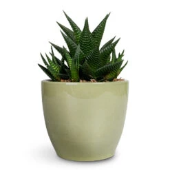 Haworthiopsis Limifolia - Fairy Washboard 13 Haworthiopsis Limifolia - Fairy Washboard -HORTOLOGY Plants Sale Haworthiopsis limifolia Fairy Washboard 10.5x15cm Sven Plant Pot Mint 13x11cm