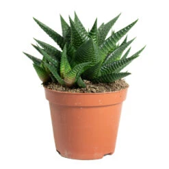 Haworthiopsis Limifolia - Fairy Washboard 14 Haworthiopsis Limifolia - Fairy Washboard -HORTOLOGY Plants Sale Haworthiopsis limifolia Fairy Washboard 8.5cm