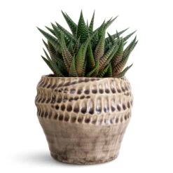 Deb Plant Pot - Aubergine 14 Deb Plant Pot - Aubergine -HORTOLOGY Plants Sale Haworthiopsis limifolia Fairy Washboard 8.5x14cm Deb Pot Aubergine 13x11cm 1