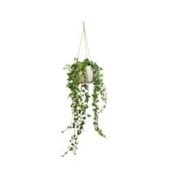 Hedera Helix Pittsburgh English Ivy - Lush Trailing Evergreen Houseplant -HORTOLOGY Plants Sale Hedera helix Pittsburgh English Ivy 17x70cm Patt Hanging Plant Pot Grey Washed 23x20cm