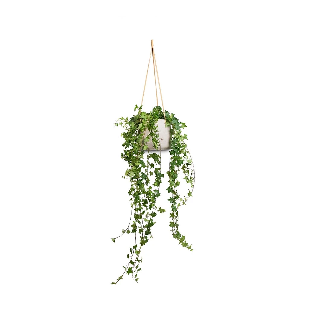 Patt Grey Washed Fibreclay Hanging Plant Pot β Rugged Tapered Indoor & Outdoor Planter 14 Patt Grey Washed Fibreclay Hanging Plant Pot β Rugged Tapered Indoor & Outdoor Planter - Image 14