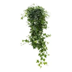 Hedera Helix Pittsburgh English Ivy - Lush Trailing Evergreen Houseplant -HORTOLOGY Plants Sale Hedera helix Pittsburgh English Ivy large