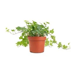 Hedera Helix Pittsburgh English Ivy - Lush Trailing Evergreen Houseplant -HORTOLOGY Plants Sale Hedera helix Pittsburgh English Ivy stems 2