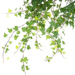 Hedera Helix Pittsburgh English Ivy - Lush Trailing Evergreen Houseplant -HORTOLOGY Plants Sale HederahelixPittsburgh EnglishIvy close up