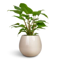 Homalomena Rubescens Maggy - Shield Plant -HORTOLOGY Plants Sale Homalomena rubescens Maggy Shield Plant 13x40cm Nova Plant Pot Cream 23x18cm