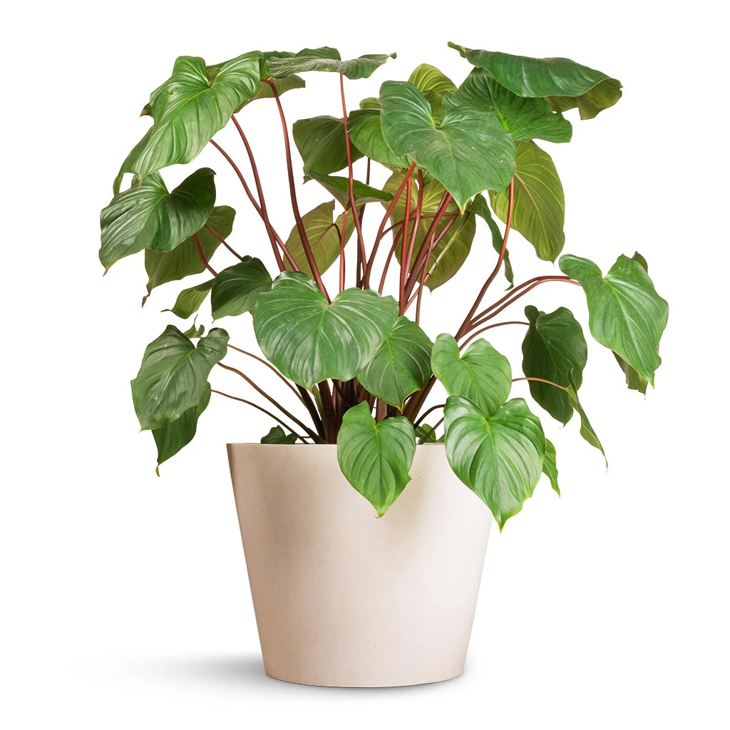 Bucket Refined Planter - Natural White 2 Bucket Refined Planter - Natural White - Image 2