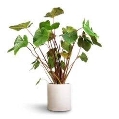 Max Refined Planter - Natural White -HORTOLOGY Plants Sale Homalomena rubescens Maggy Shield Plant 24x70cm Max Refined Planter Natural White 1 54ee5a56 ac83 4a9a 9f01 8725b4545e36