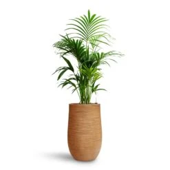 Howea - Kentia Palm - HydroCare -HORTOLOGY Plants Sale Howea Kentia Palm HydroCare Dune Partner Planter Almond