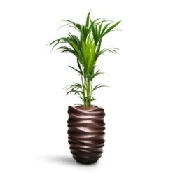 Howea - Kentia Palm - HydroCare -HORTOLOGY Plants Sale Howea Kentia Palm HydroCare Gradient Lee Partner Planter Matt Coffee