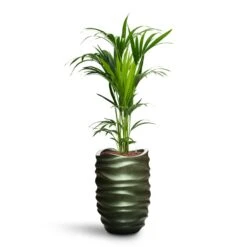 Howea - Kentia Palm - HydroCare -HORTOLOGY Plants Sale Howea Kentia Palm HydroCare Gradient Lee Partner Planter Matt Forest