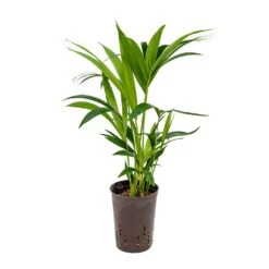 Howea - Kentia Palm - HydroCare -HORTOLOGY Plants Sale Howea Kentia Palm Hydroculture 15 19x60cm