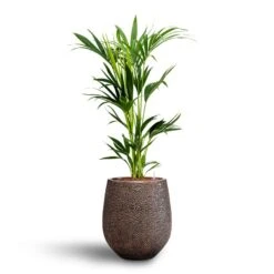 Howea - Kentia Palm - HydroCare -HORTOLOGY Plants Sale Howea Kentia Palm Hydroculture 18 19 x 100cm Opus Hit Darcy Planter Gold 38 x 42cm