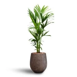 Howea - Kentia Palm - HydroCare -HORTOLOGY Plants Sale Howea Kentia Palm Hydroculture 18 19 x 120cm Opus Hit Darcy Planter Gold 38 x 42cm