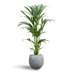 Howea - Kentia Palm - HydroCare -HORTOLOGY Plants Sale Howea Kentia Palm Hydroculture 19 17 x 90cm Ryan Plant Pot White Black 26 x 26cm