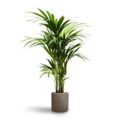 Howea - Kentia Palm - HydroCare -HORTOLOGY Plants Sale Howea Kentia Palm Hydroculture 19 18 x 100cm Puk Rough Planter Grey Washed 25cm x 25cm