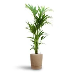 Chao Plant Pot - Concrete -HORTOLOGY Plants Sale Howea Kentia Palm Hydroculture 24 22 x 140cm Chao Plant Pot Concrete 32 x 42.5cm 7174e835 497c 4713 aef8 501210173b15