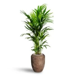 Howea - Kentia Palm - HydroCare -HORTOLOGY Plants Sale Howea Kentia Palm Hydroculture 27 26 x 150cm Polystone Coated Plain Coppa Planter Rock 45 x 55cm