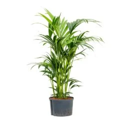 Howea - Kentia Palm - HydroCare -HORTOLOGY Plants Sale Howea Kentia Palm Hydroculture 28 19x100cm